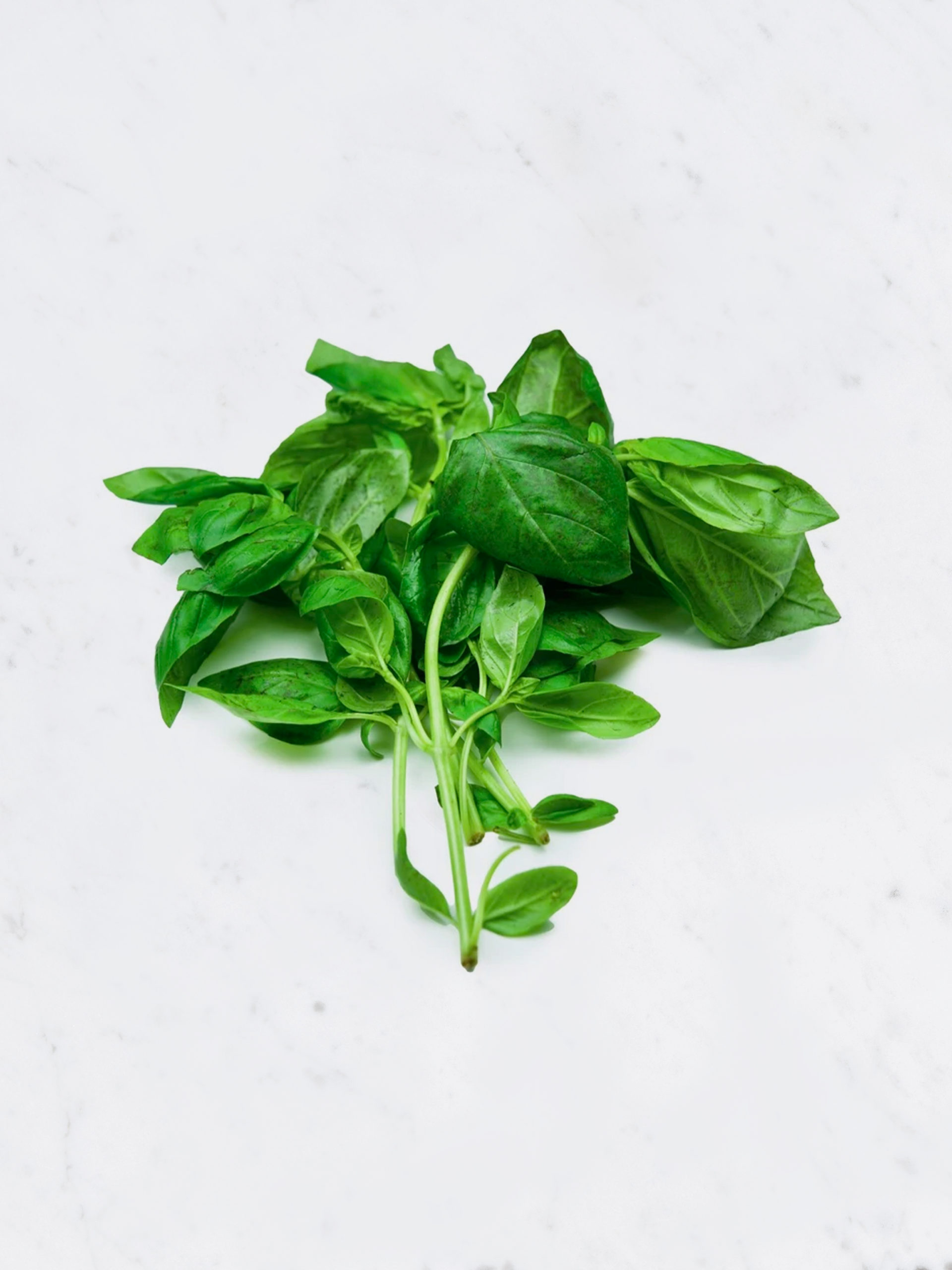 Basil