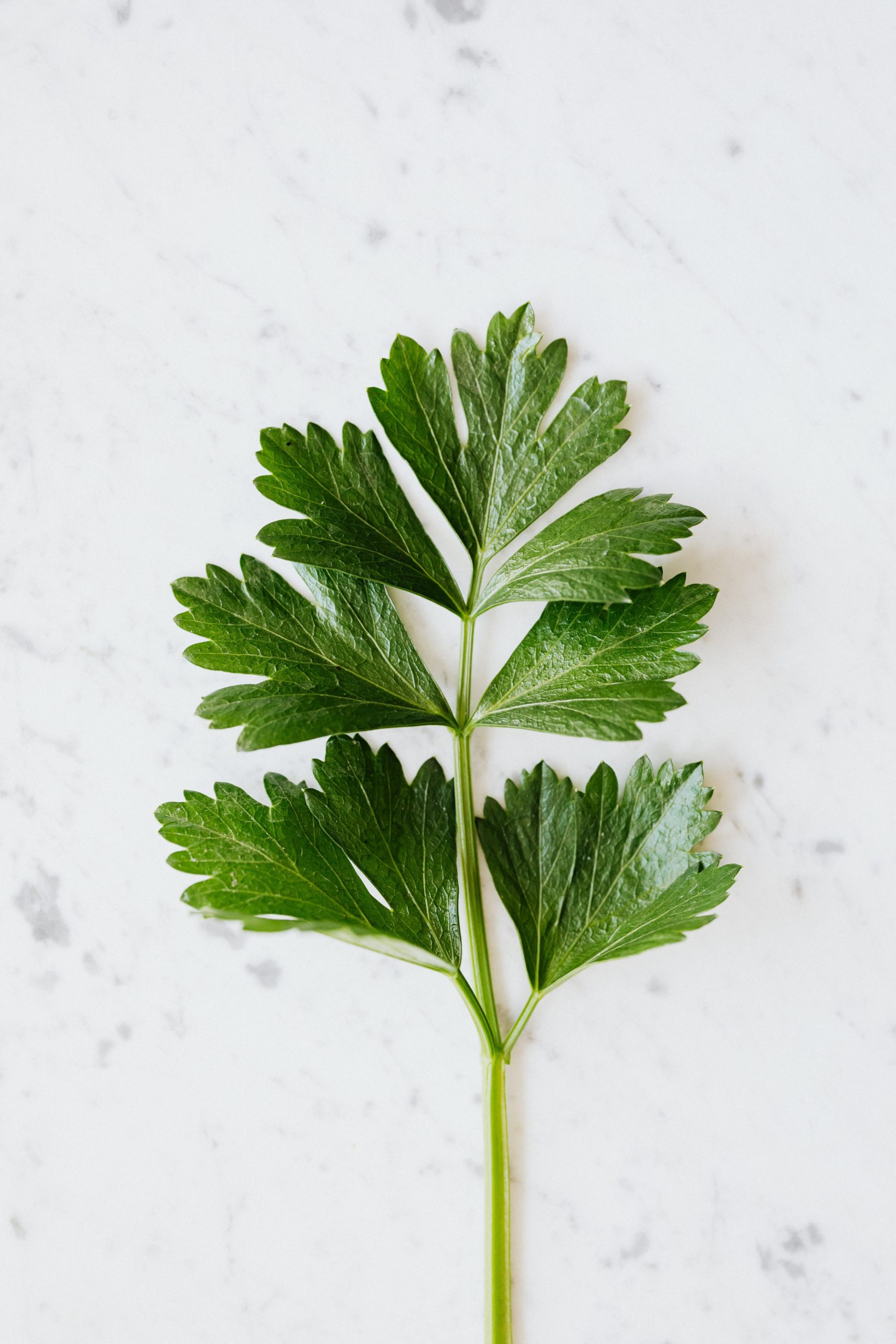 Parsley