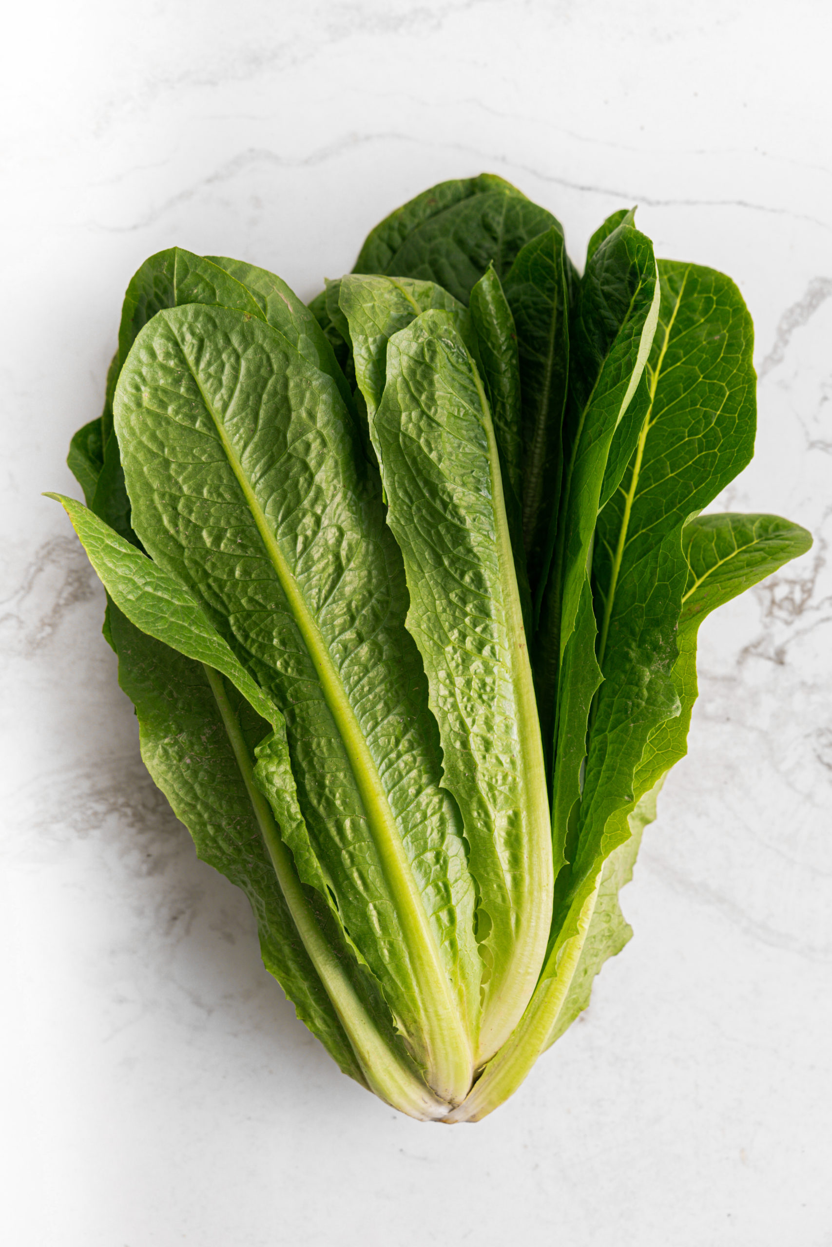 Romaine Lettuce